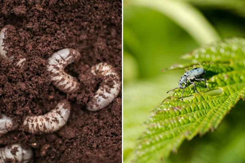 Comment se débarrasser des otiorhynques