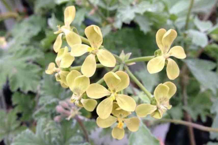 géranium parfumé rare, pélargonium odorant à fleur jaune, pélargonium goutteux