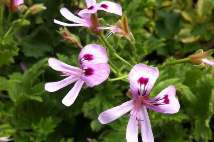 géranium parfumé, pélargonium odorant, citronnelle