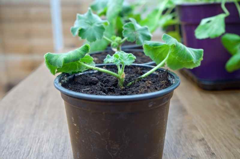 Comment fabriquer une mini-serre, un semoir ou des pots : six idées pour  jardiner à moindre coût