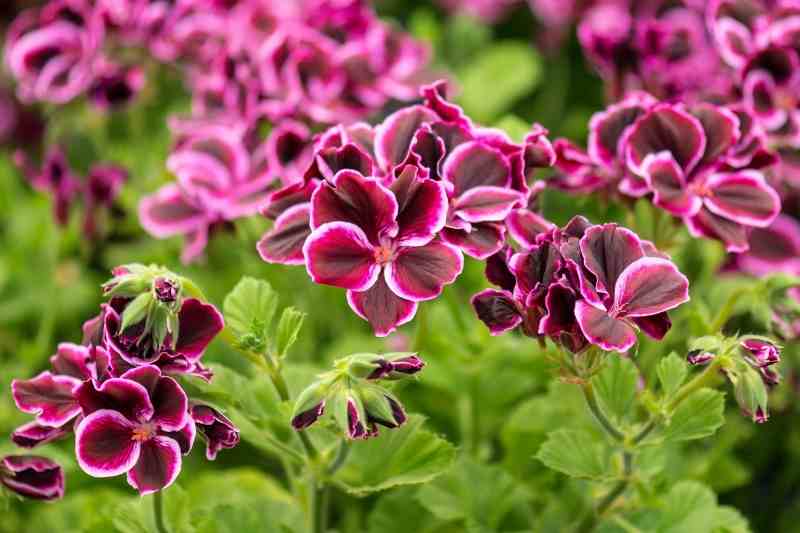 comment faire des boutures de pelargoniums odorants lierre zonale