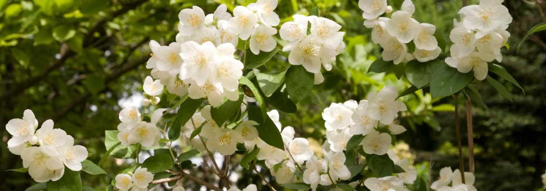 Eau de saule : Une hormone de bouturage naturelle - Promesse de Fleurs