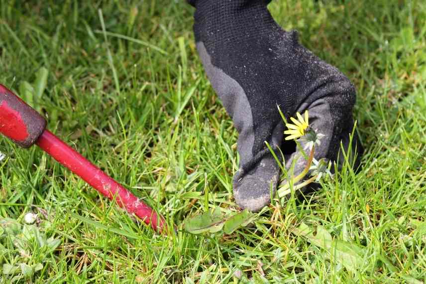 comment se débarrasser des pissenlits dans la pelouse