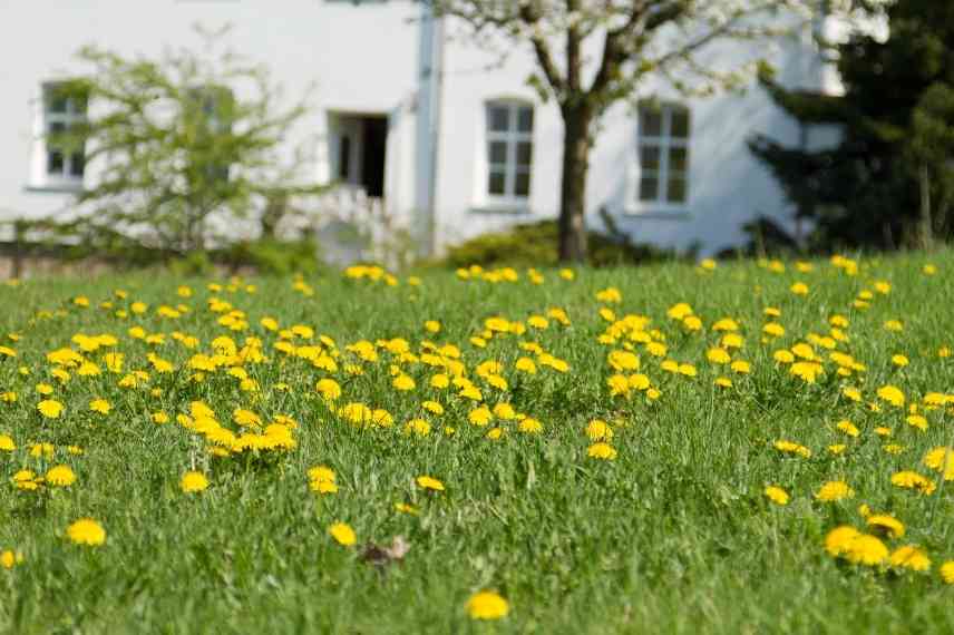 comment se débarrasser des pissenlits dans la pelouse