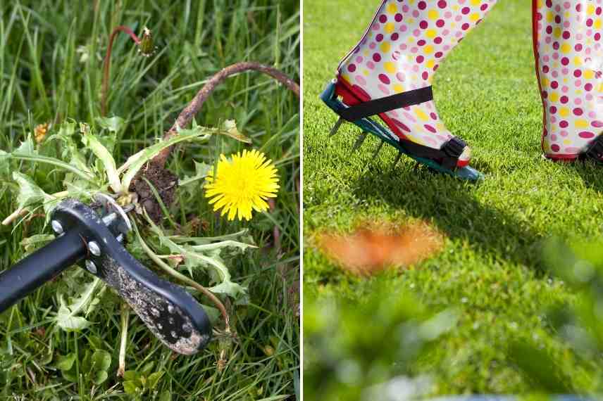 comment se débarrasser des pissenlits dans la pelouse
