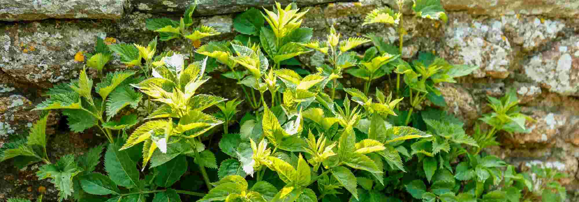 Bouton d'or (Ranunculus repens), jolie mauvaise herbe