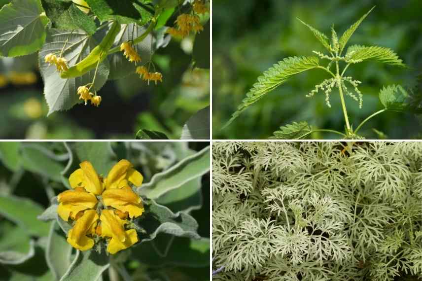 Plantes allergisantes urticantes photosensibilisantes