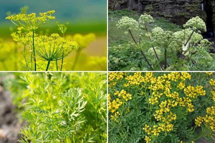 Plantes allergisantes urticantes photosensibilisantes