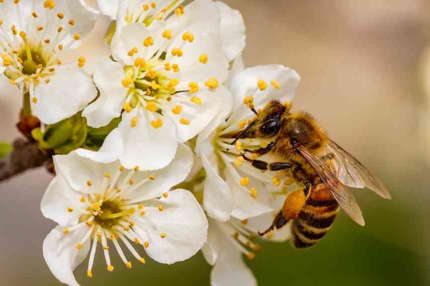 Plantes allergisantes urticantes photosensibilisantes