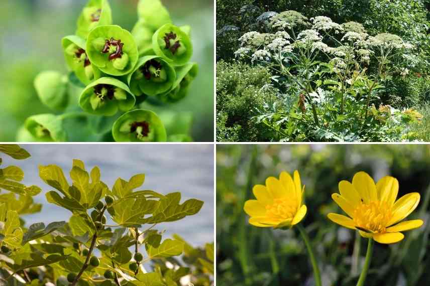 Plantes allergisantes urticantes photosensibilisantes