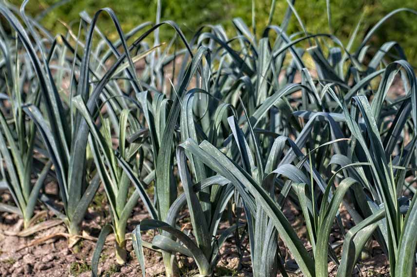 Le poireau : le légume à pseudo-tiges engainantes résistant au froid