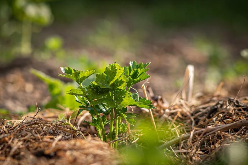 Pailler un potager de montagne