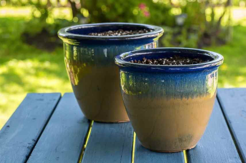 Culture et entretien des dahlias en pot