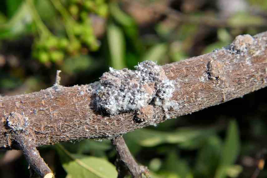 parasites pommiers, Comment lutter contre le puceron lanigere du pommier