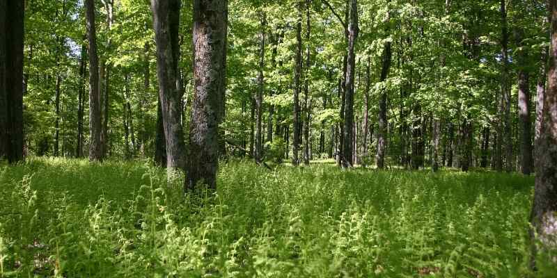 purin de fougere, permaculture