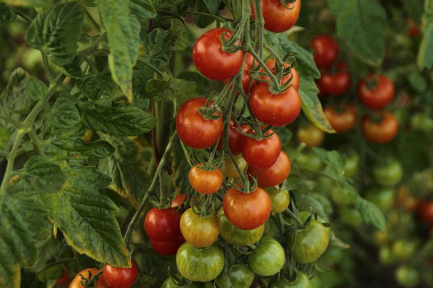 Faire du purin de tomate