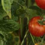 Comment faire du purin de tomates ?