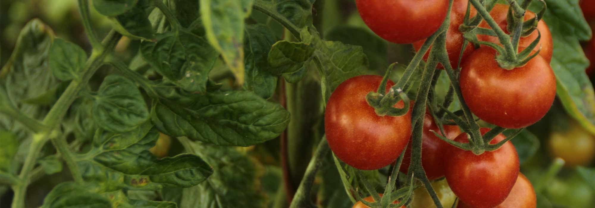 Comment faire du purin de tomates ?