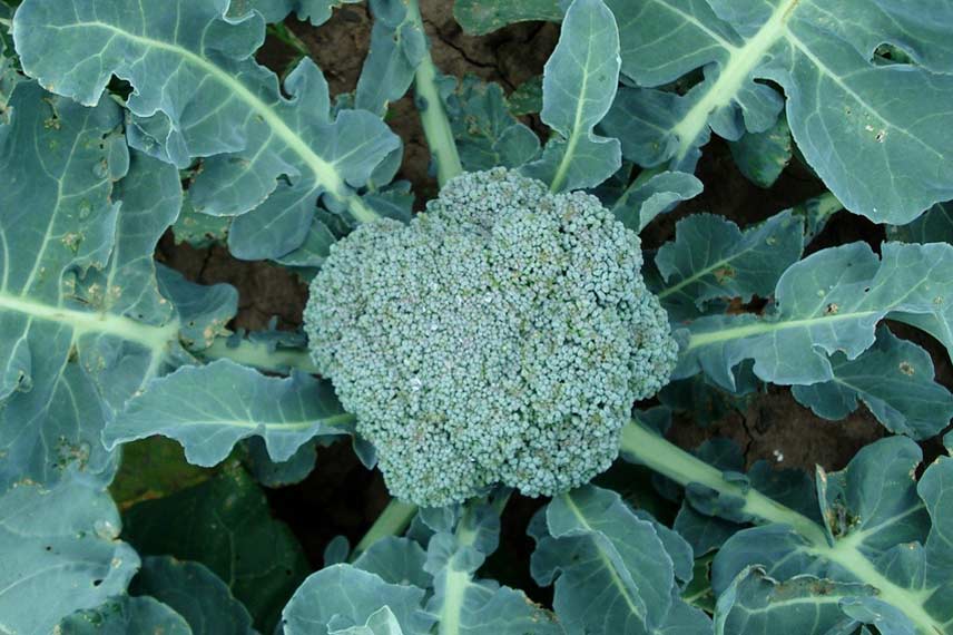 Brocoli et ses fanes