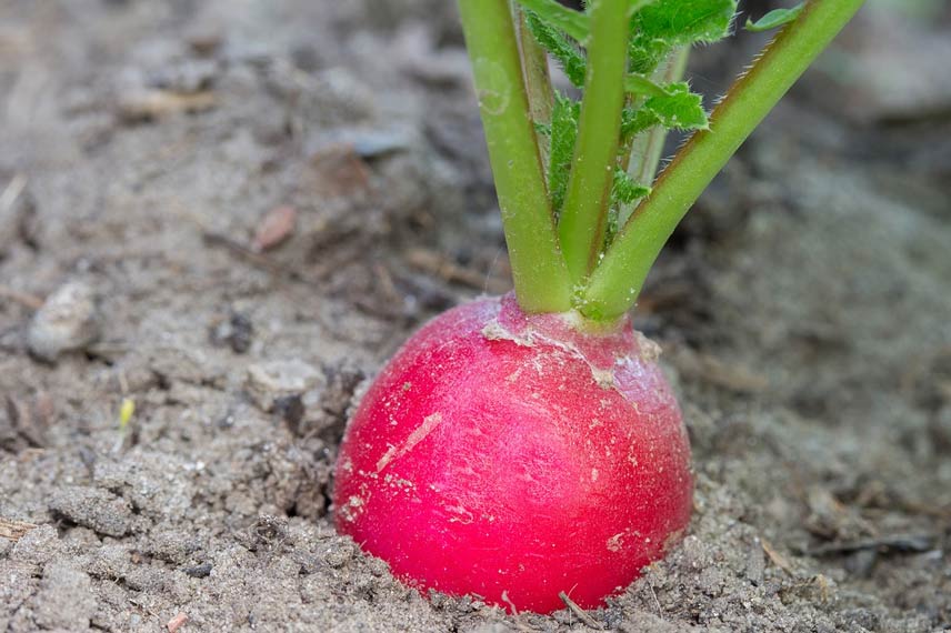 Le radis : un légume racine à culture rapide et facile