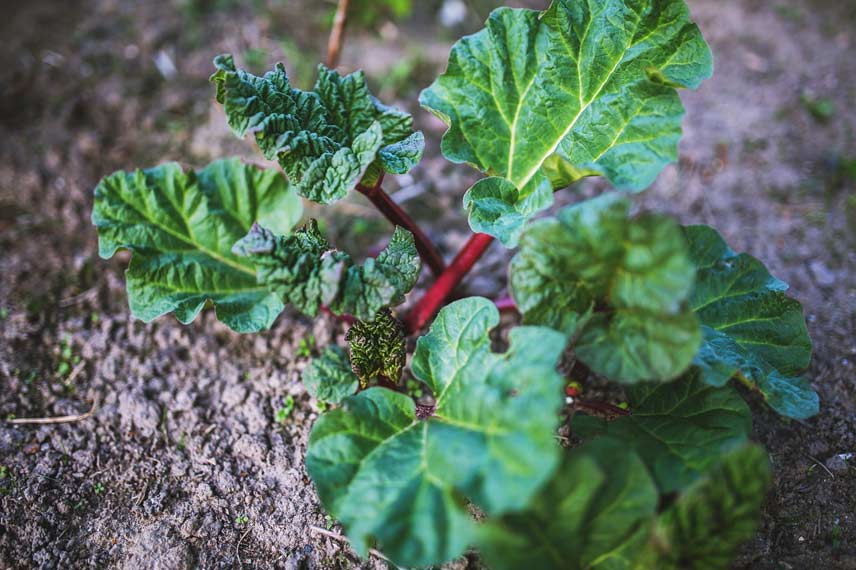 La rhubarbe : un légume perpétuel vigoureux