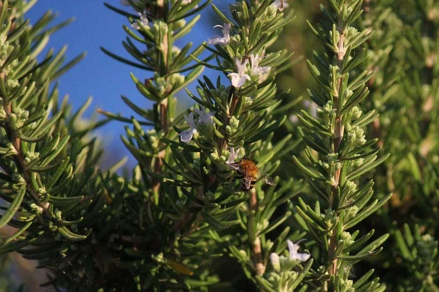 Le romarin : l’arbrisseau méditerranéen des sols secs et pauvres