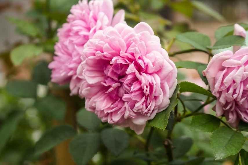 Rosiers parfum des roses