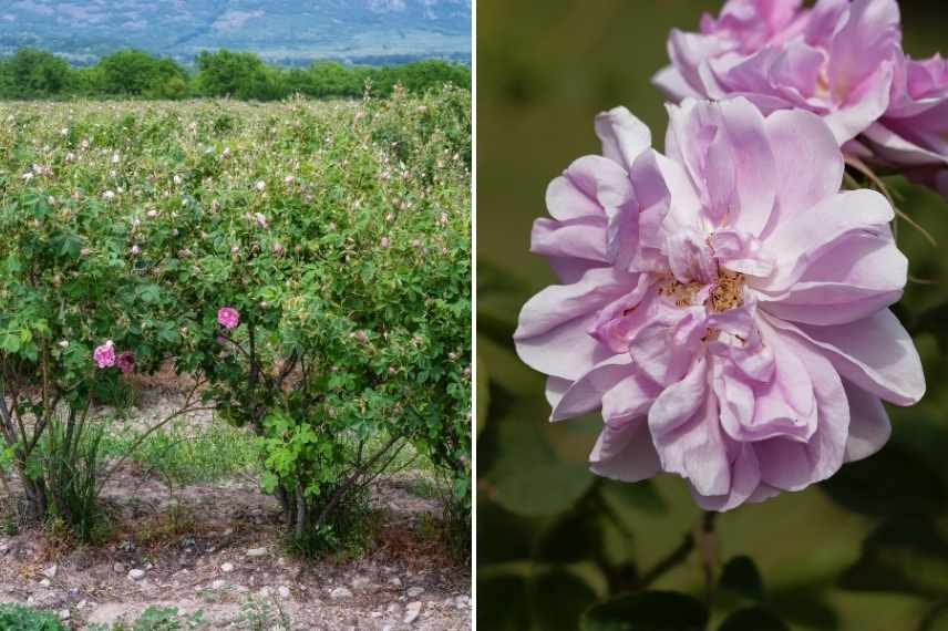 Rosiers parfum des roses