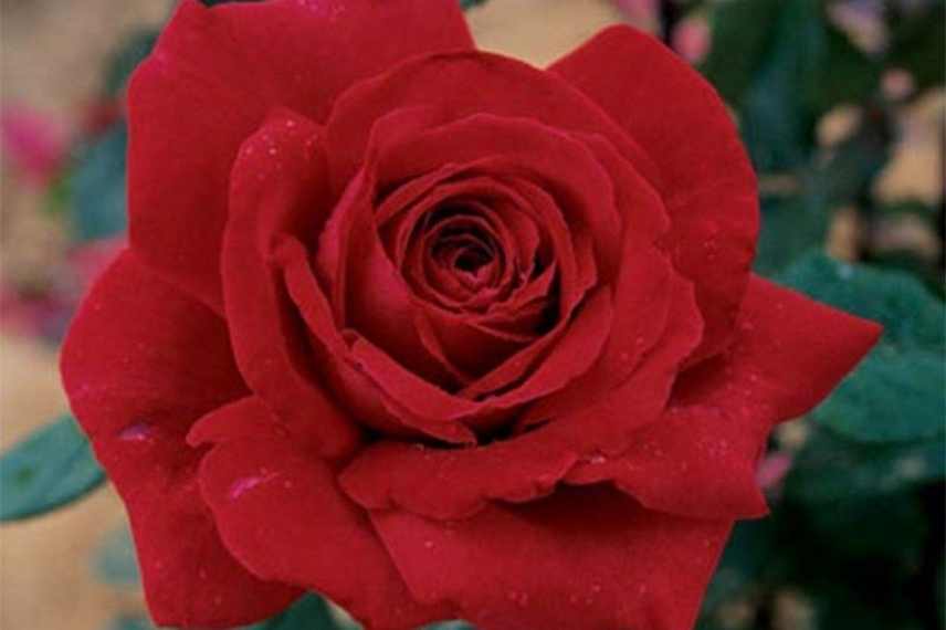 Roses Rosiers au nom d artiste peintre