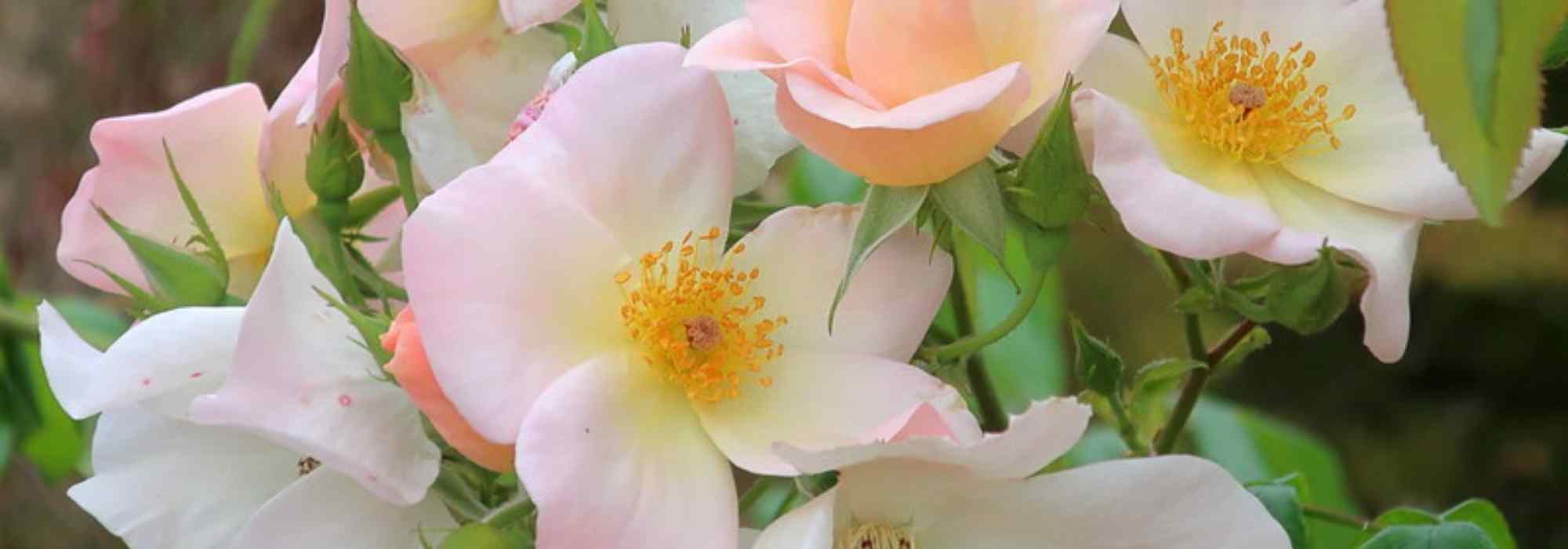 comment creer une roseraie ou un jardin de roses