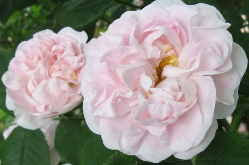 Rosiers parfum des roses