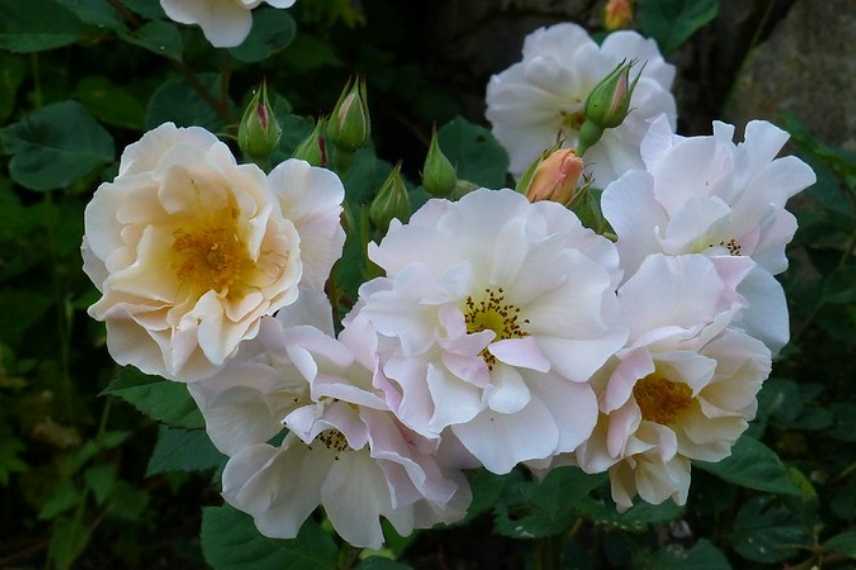 Rosiers parfum des roses