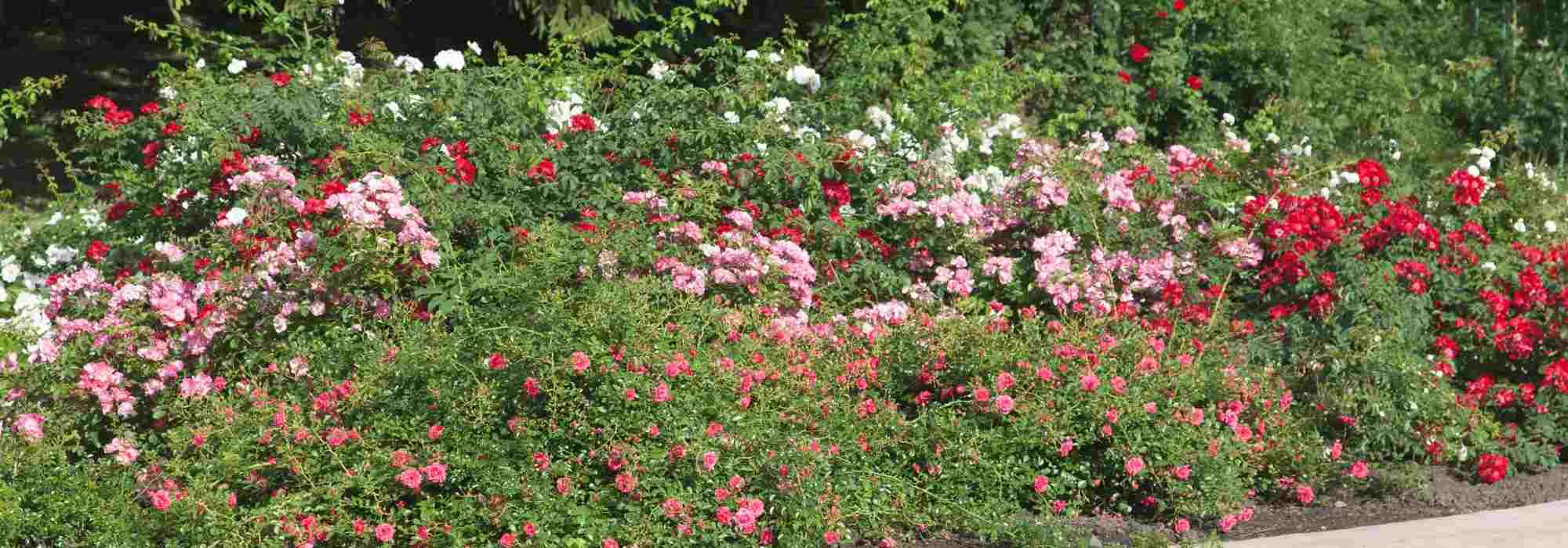 comment creer une roseraie ou un jardin de roses