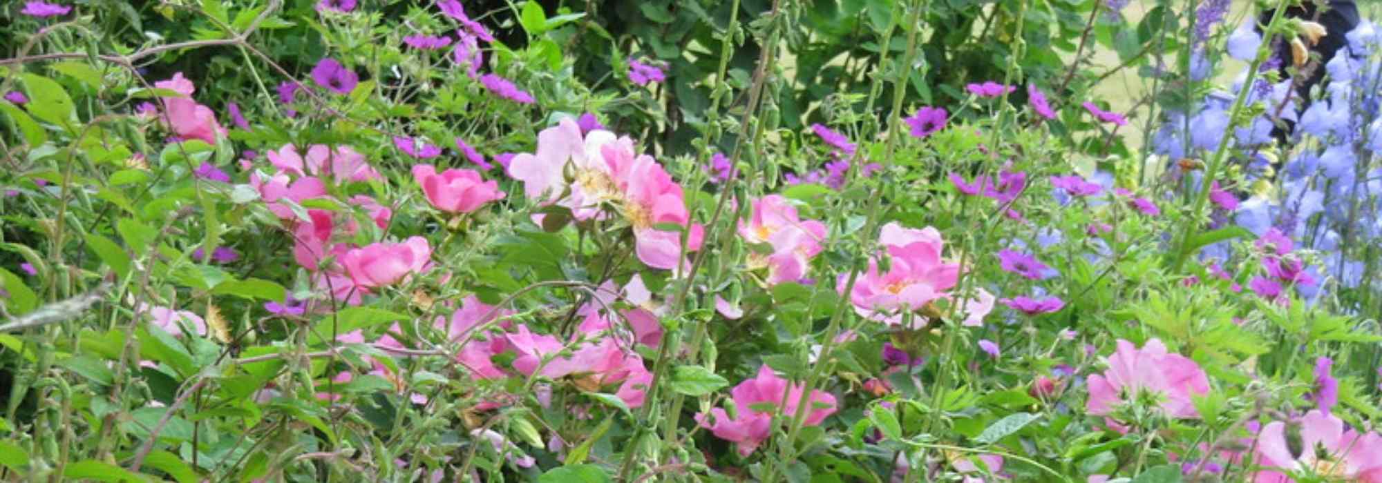 comment creer une roseraie ou un jardin de roses