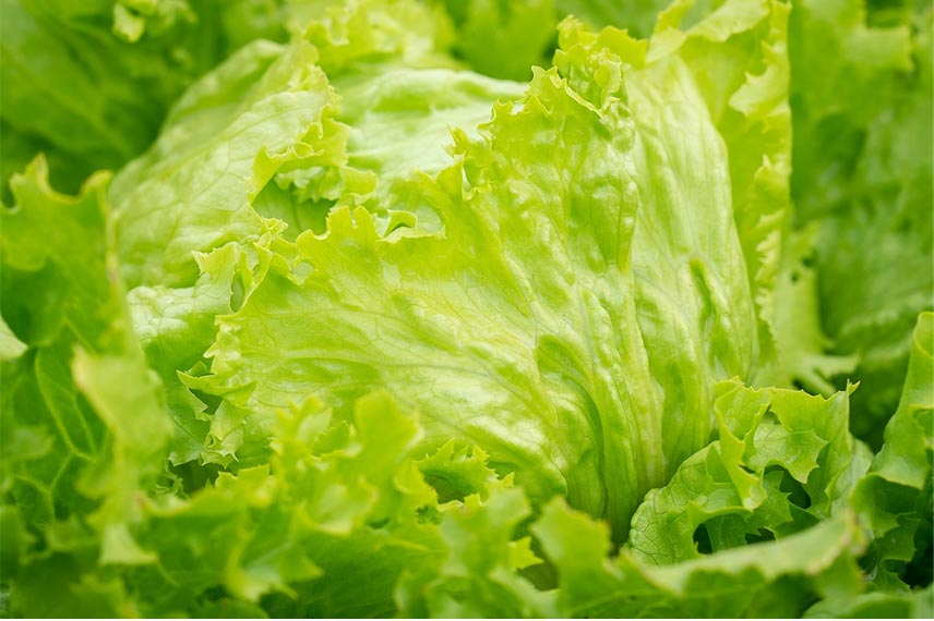 Les salades : des plantes potagères faciles à cultiver en altitude