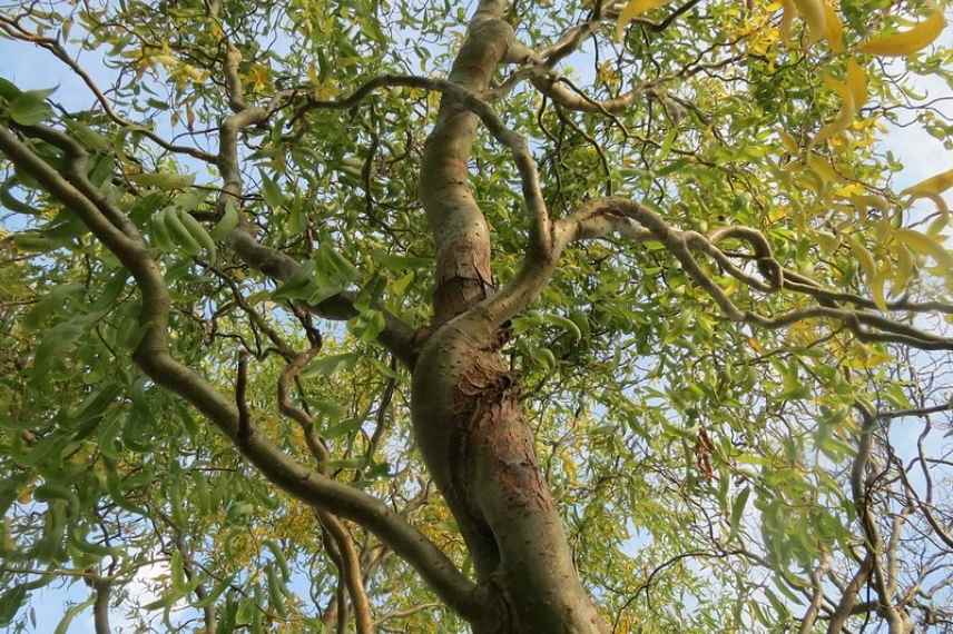 Arbres et arbustes tortueux