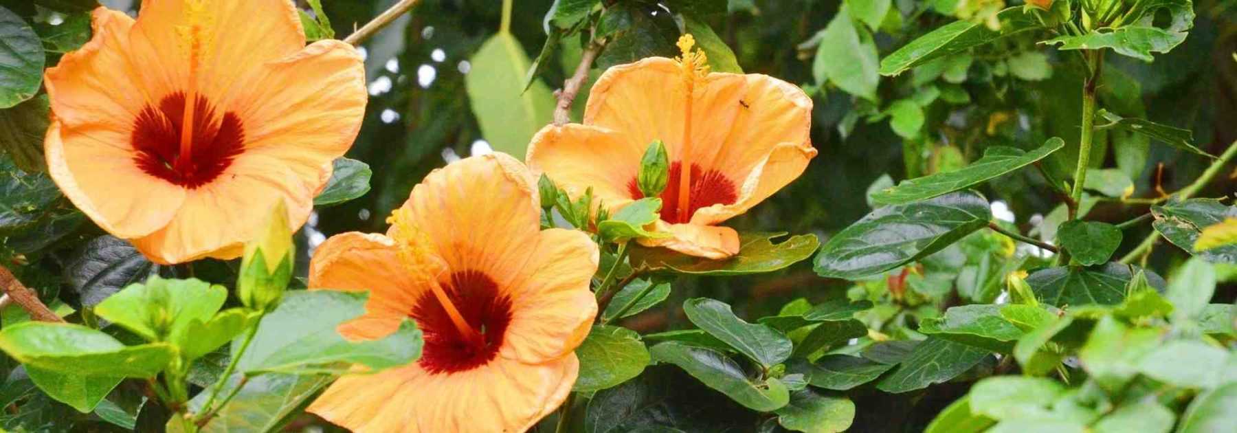 Comment choisir un hibiscus ?