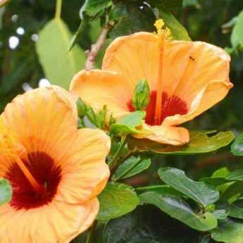 Comment choisir un hibiscus ?