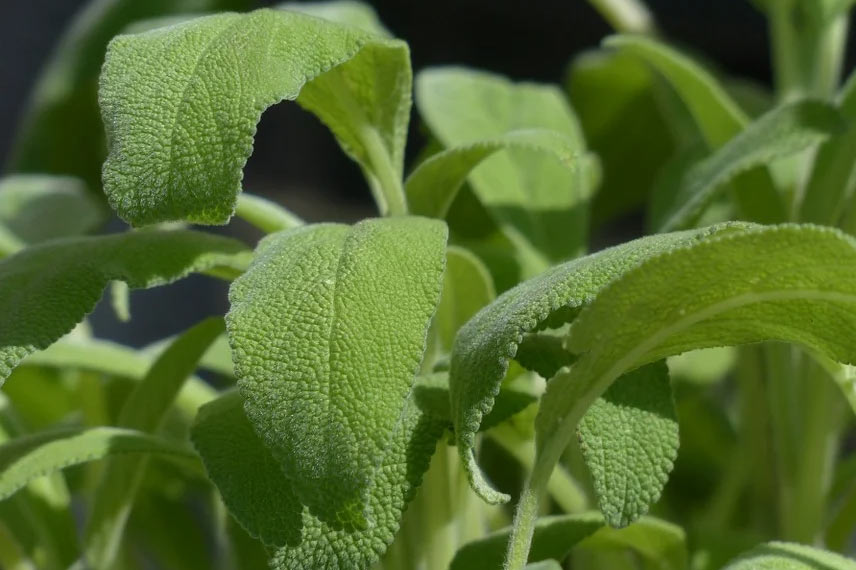 La sauge officinale : une puissante aromatique aux multiples vertus médicinales