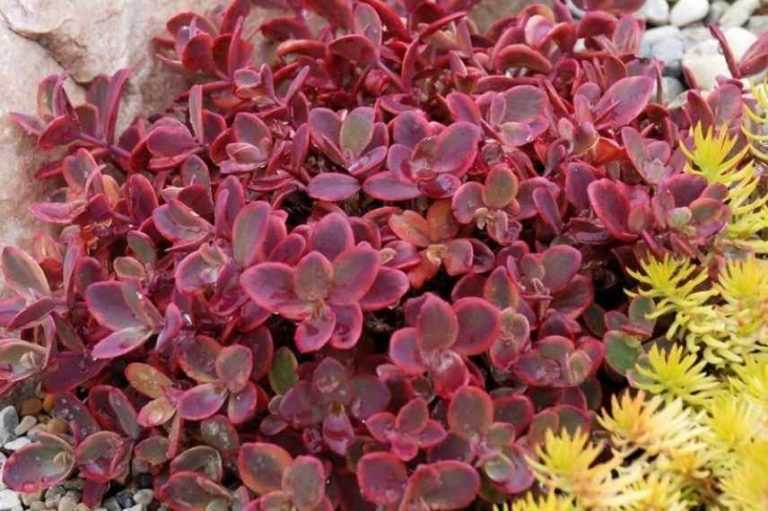 Sedum 7 Esp ces Et Vari t s Couvre sols Promesse De Fleurs sedum-7-esp-ces-et-vari-t-s-couvre-sols-promesse-de-fleurs