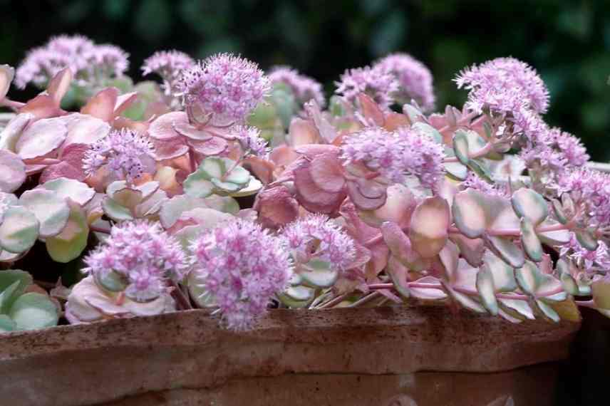 Sedums couvre-sol