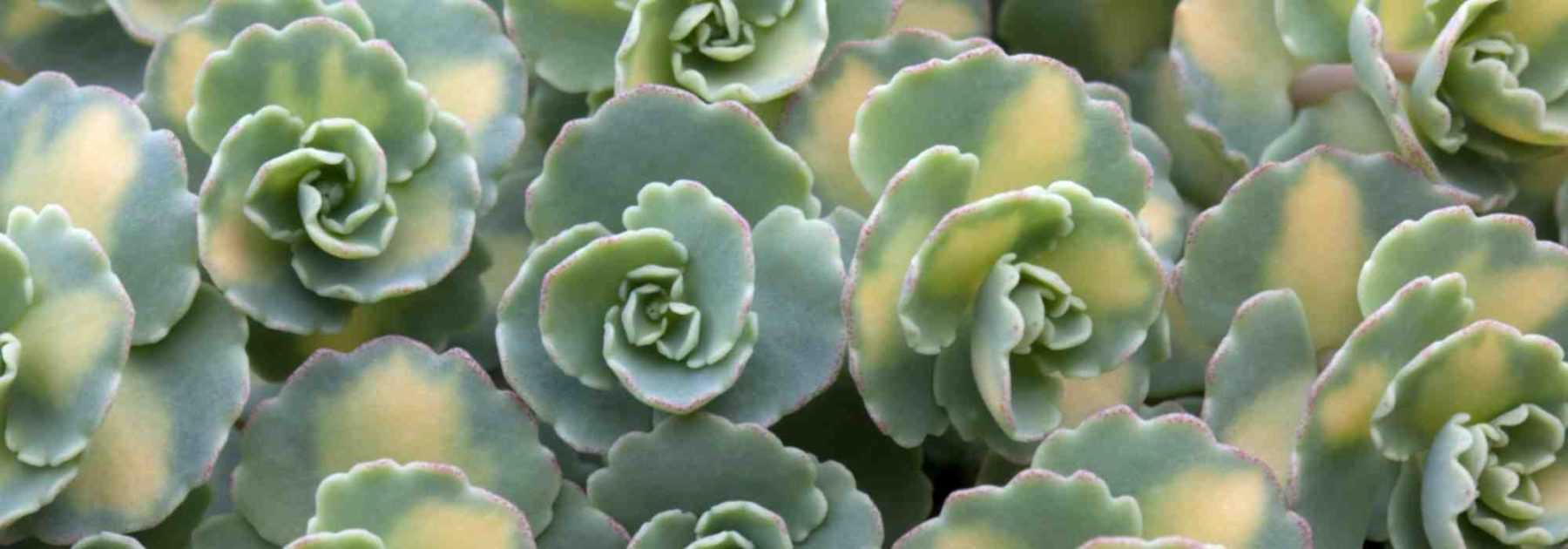 Sedum : 7 espèces et variétés couvre-sols