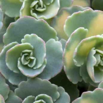 Sedum : 7 espèces et variétés couvre-sols