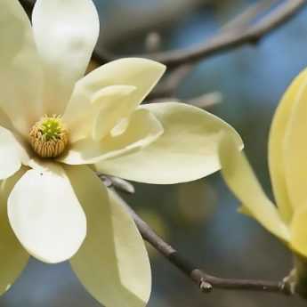 7 magnolias à fleurs jaunes
