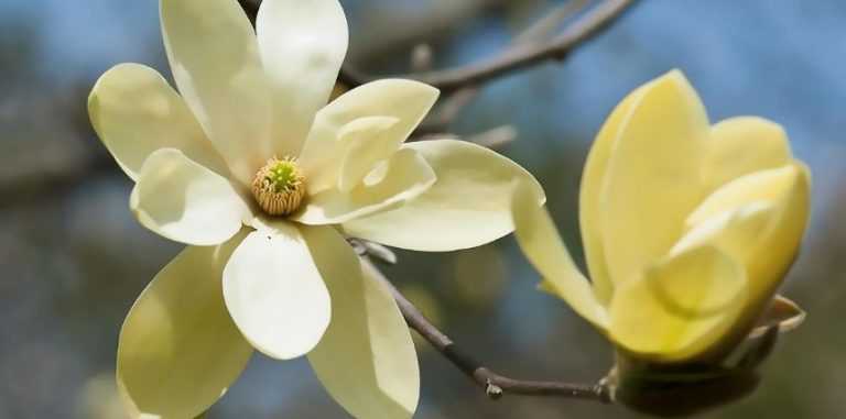 7 magnolias à fleurs jaunes