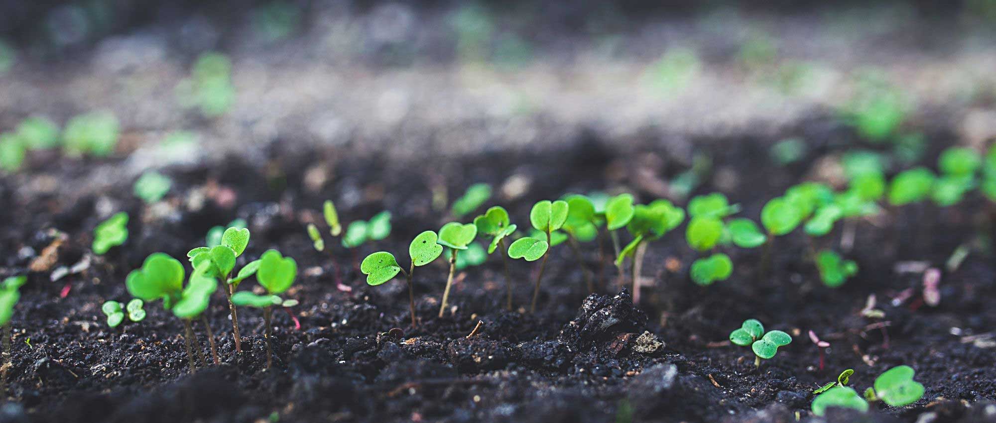 Astuce pour bien semer des graines très fines