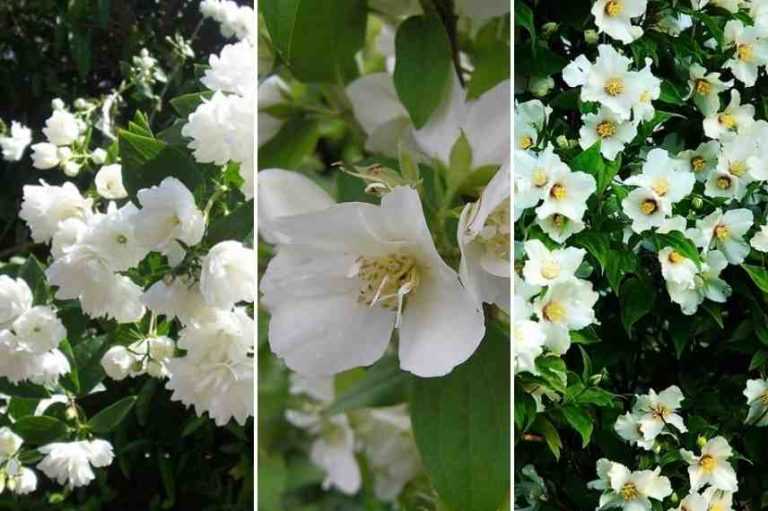 Comment cultiver un seringat en pot ? Promesse de Fleurs