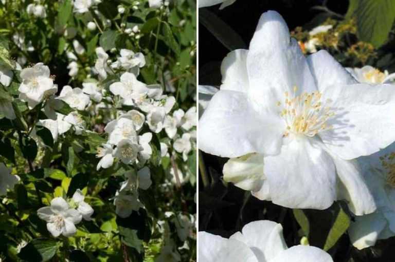 Comment choisir le seringat idéal ? Promesse de Fleurs