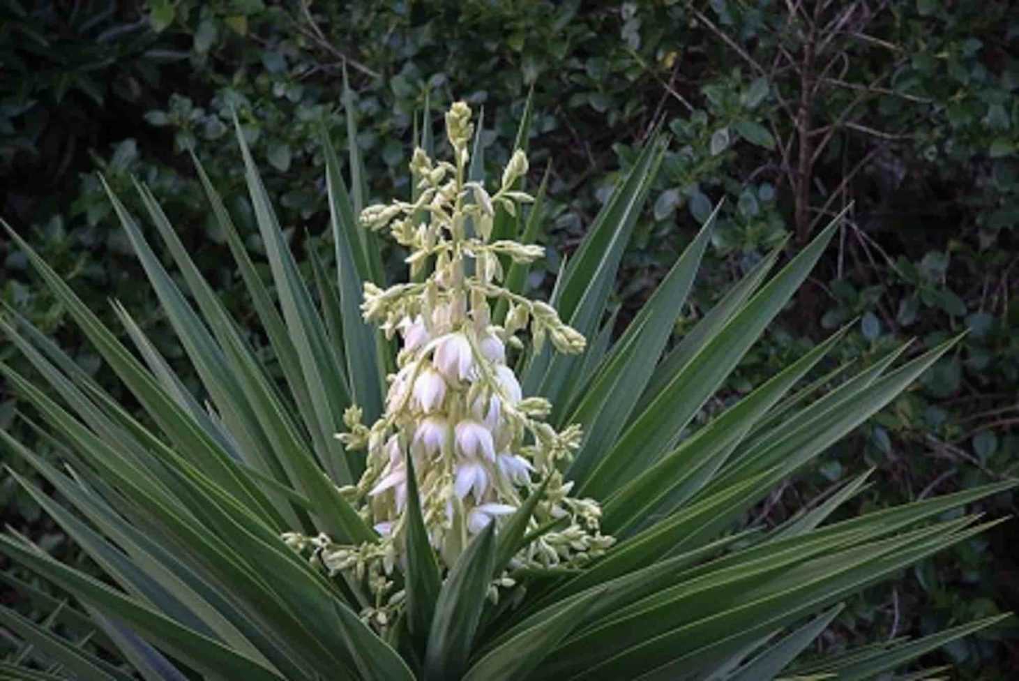 Choisir un yucca