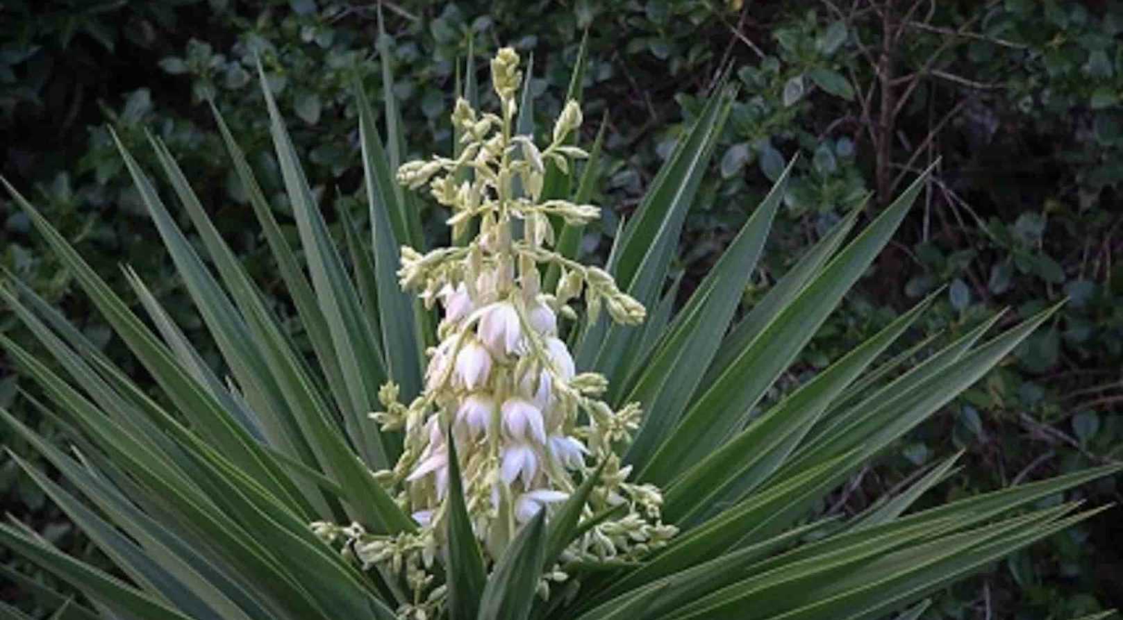 Choisir un yucca